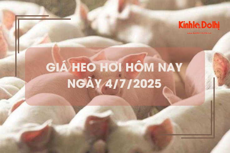 Giá heo hơi hôm nay 4/7: tiếp đà giảm 1.000 đồng/kg tại miền Trung và miền Nam