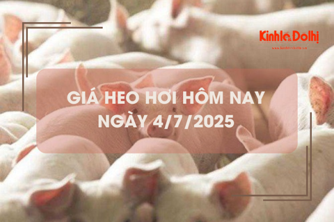 Giá heo hơi hôm nay 4/7: tiếp đà giảm 1.000 đồng/kg tại miền Trung và miền Nam
