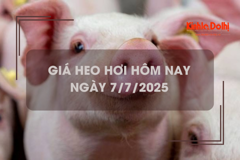 Giá heo hơi hôm nay 7/7: tại An Giang giảm 1.000 đồng/kg