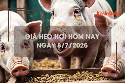 Giá heo hơi hôm nay 8/7: miền Nam giảm nhẹ 1.000 đồng/kg