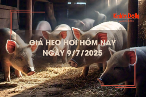 Giá heo hơi hôm nay 9/7: cả nước đồng loạt giảm 1.000 - 2.000 đồng/kg
