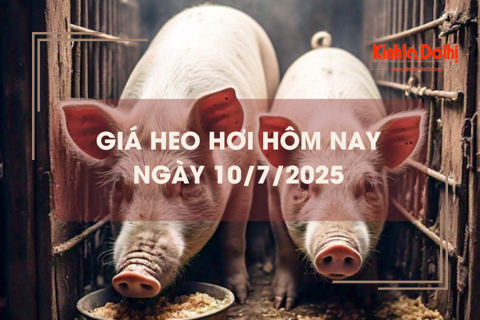Giá heo hơi hôm nay 10/7: miền Bắc giảm nhẹ