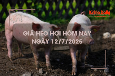 Giá heo hơi hôm nay 12/7: tiếp đà giảm 1.000 đồng/kg
