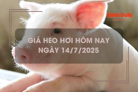Giá heo hơi hôm nay 14/7: giảm nhẹ