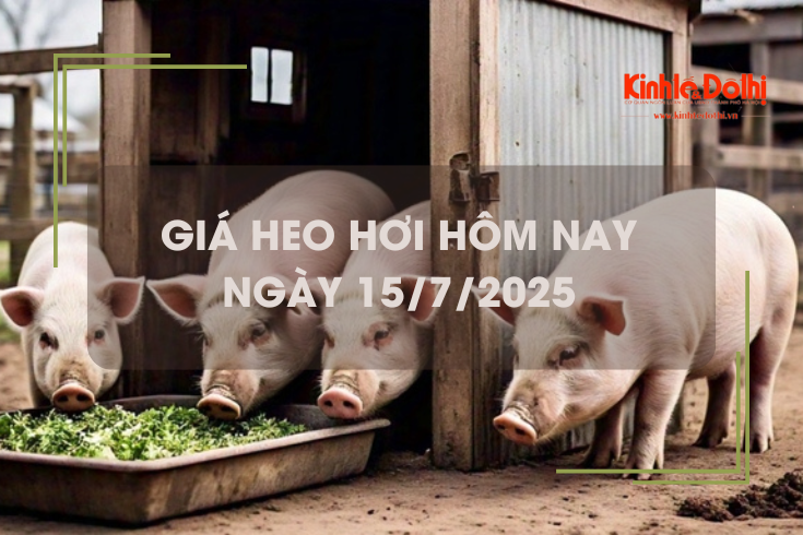 Giá heo hơi hôm nay 15/7: miền Bắc giảm nhẹ