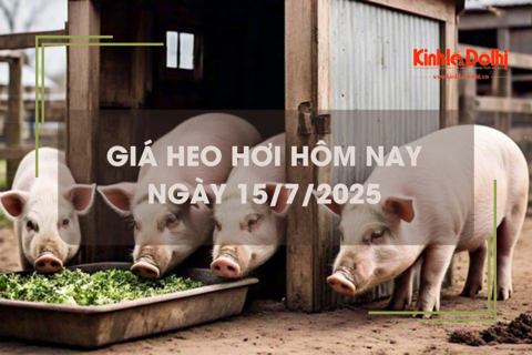 Giá heo hơi hôm nay 15/7: miền Bắc giảm nhẹ