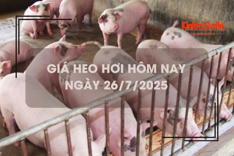 Giá heo hơi hôm nay 26/7: giảm 1.000 – 2.000 đồng/kg