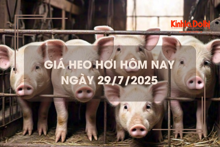 Giá heo hơi hôm nay 29/7: miền Trung và miền Nam giảm nhẹ