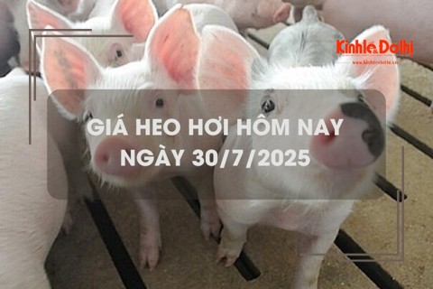 Giá heo hơi hôm nay 30/7: tăng giảm trái chiều