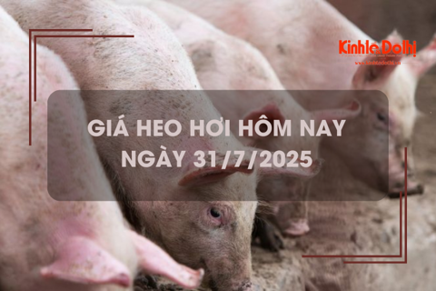 Giá heo hơi hôm nay 31/7: tăng 1.000 - 2.000 đồng/kg