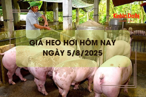 Giá heo hơi hôm nay 5/8: Hà Nội tiếp tục neo ở mức 65.000 đồng/kg