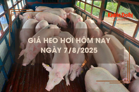 Giá heo hơi hôm nay 7/8: tiếp tục biến động trái chiều