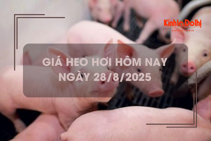 Giá heo hơi hôm nay 28/8: giảm rải rác tại 1 số địa phương