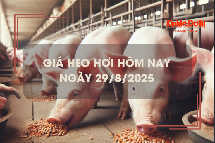 Giá heo hơi hôm nay 29/8: miền Bắc tăng nhẹ