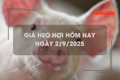 Giá heo hơi hôm nay 2/9: giữ ổn định trên cả nước