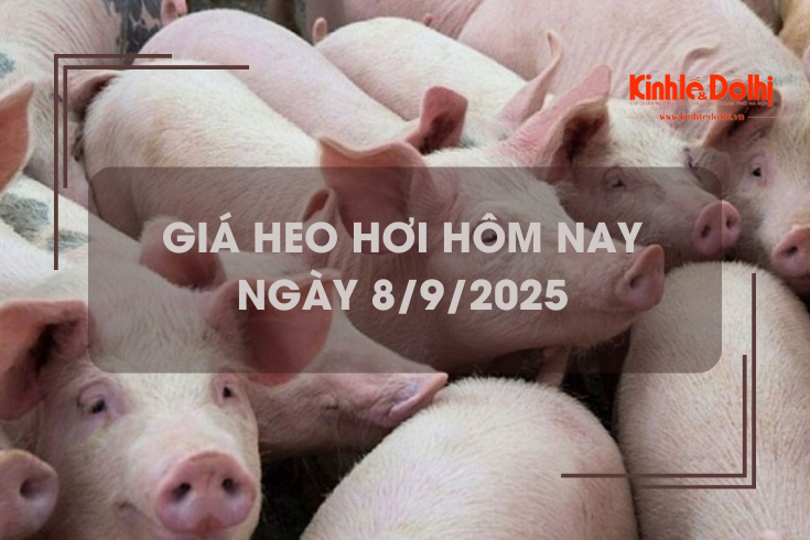 Giá heo hơi hôm nay 8/9: tăng rải rác 1.000 đồng/kg