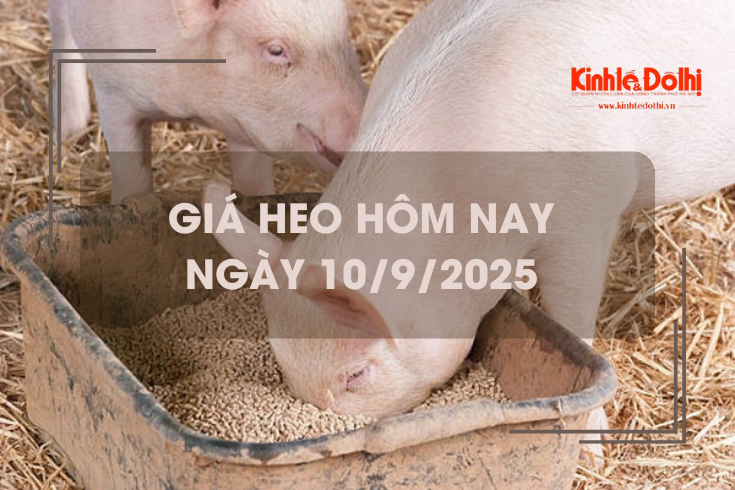 Giá heo hôm nay 10/9: tăng trên cả 3 miền