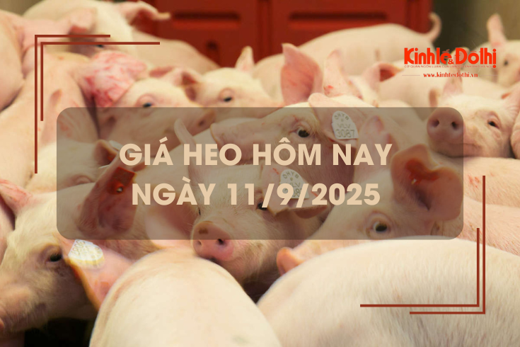 Giá heo hôm nay 11/9: Hải Phòng nhích nhẹ 1 giá