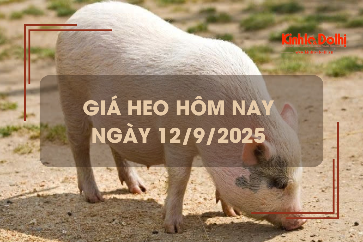 Giá heo hôm nay 12/9: tăng giảm trái chiều
