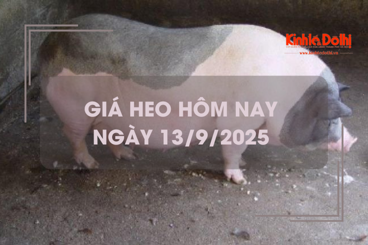 Giá heo hôm nay 13/9: tăng rải rác trên cả nước