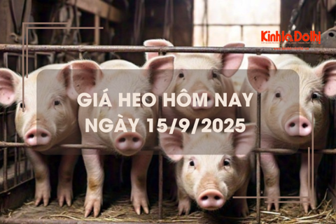 Giá heo hôm nay 15/9: đi ngang trong ngày đầu tuần