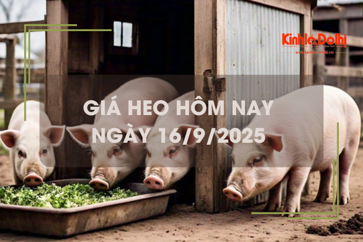 Giá heo hơi hôm nay 16/9: miền Bắc và miền Trung Tây Nguyên giảm 1.000 - 2.000 đồng/kg