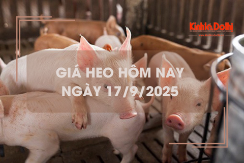 Giá heo hôm nay 17/9: giảm 1.000 - 2.000 đồng/kg trên cả nước