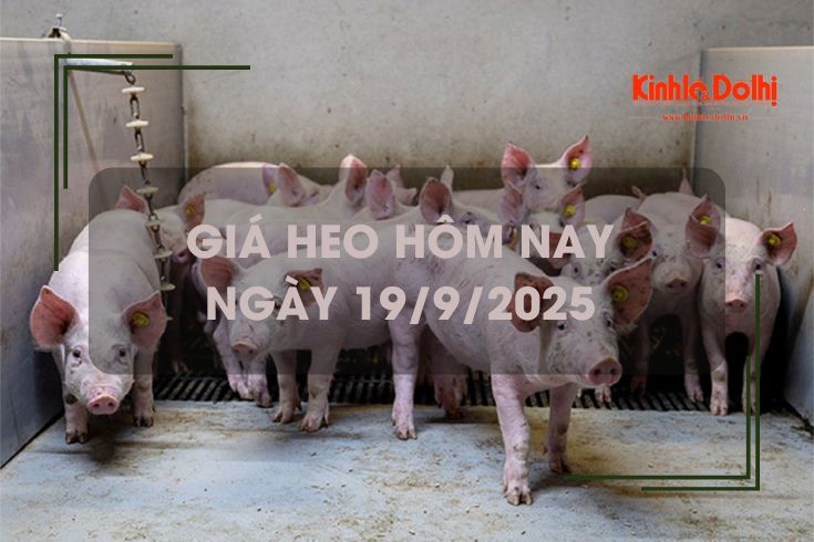 Giá heo hôm nay 19/9: tiếp đà giảm tại 1 số địa phương