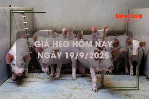 Giá heo hôm nay 19/9: tiếp đà giảm tại 1 số địa phương