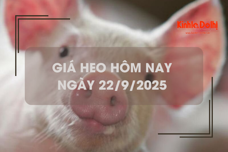 Giá heo hôm nay 22/9: giảm nhẹ tại 1 vài địa phương