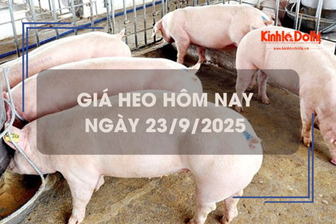 Giá heo hôm nay 23/9: tăng giảm trái chiều
