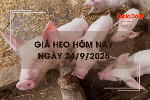 Giá heo hôm nay 24/9: miền Bắc và miền Trung giảm nhẹ