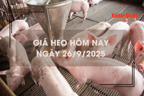 Giá heo hôm nay 26/9: tiếp đà giảm tại miền Trung và miền Nam
