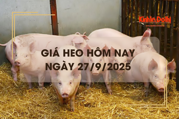 Giá heo hôm nay 27/9: miền Nam giảm nhẹ 1.000 đồng/kg