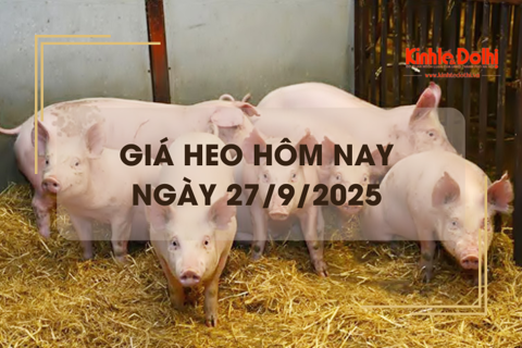 Giá heo hôm nay 27/9: miền Nam giảm nhẹ 1.000 đồng/kg
