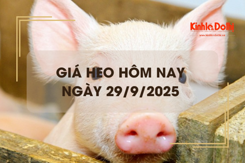Giá heo hôm nay 29/9: dao động 54.000 – 58.000 đồng/kg