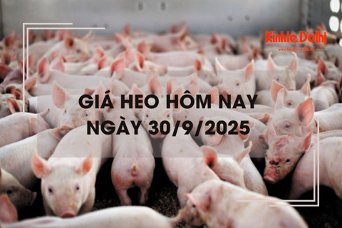 Giá heo hôm nay 30/9: thấp nhất 54.000 đồng/kg