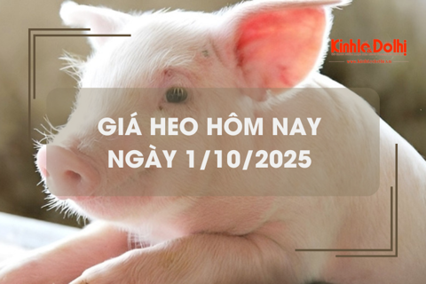 Giá heo hôm nay 1/10: đồng loạt giảm 1.000 đồng/kg