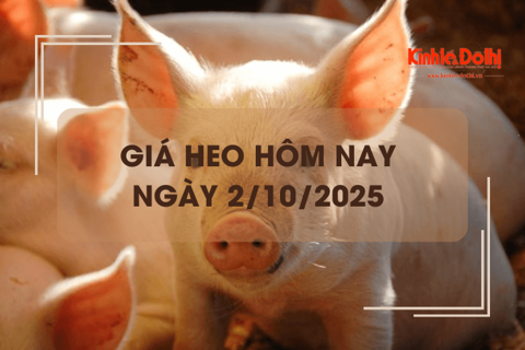 Giá heo hôm nay 2/10: tiếp đà giảm 1.000 đồng/kg