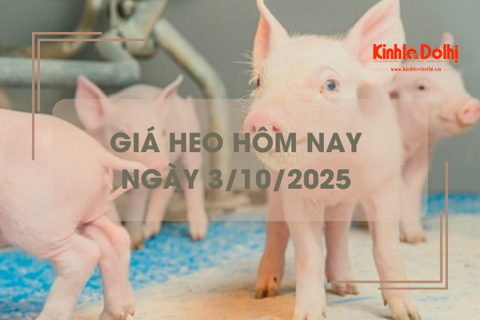 Giá heo hơi hôm nay 3/1: giảm nhẹ 1.000 đồng/kg