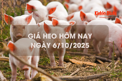Giá heo hôm nay 6/10: miền Bắc giảm nhẹ
