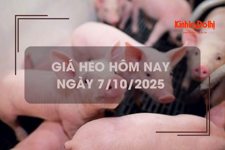 Giá heo hôm nay 7/10: tiếp tục giảm 1.000 đồng/kg trên cả 3 miền