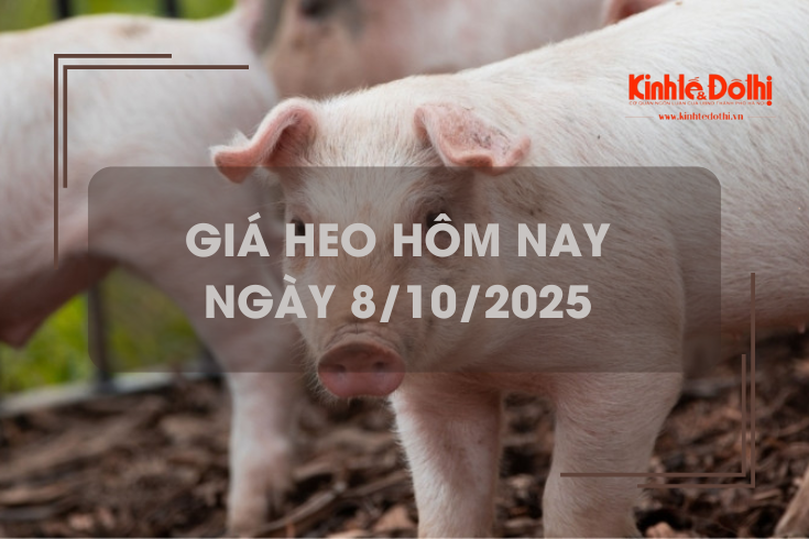 Giá heo hôm nay 8/10: giảm 1.000 - 2.000 đồng/kg