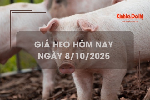 Giá heo hôm nay 8/10: giảm 1.000 - 2.000 đồng/kg
