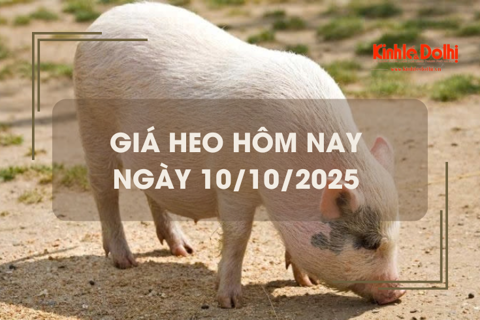 Giá heo hôm nay 10/10: giảm tới 2.000 đồng/kg tại miền Nam