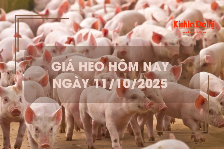 Giá heo hôm nay 11/10: tiếp đà giảm 1.000 đồng/kg
