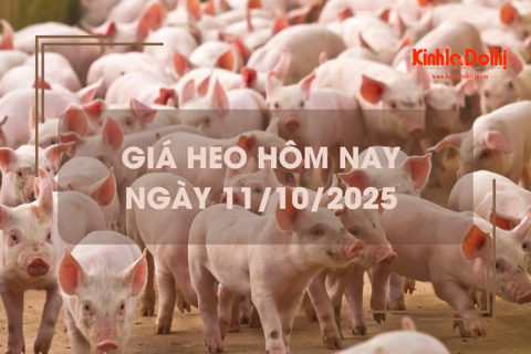 Giá heo hôm nay 11/10: tiếp đà giảm 1.000 đồng/kg