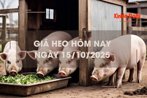 Giá heo hôm nay 15/10: Đắk Lắk giảm 1.000 đồng/kg