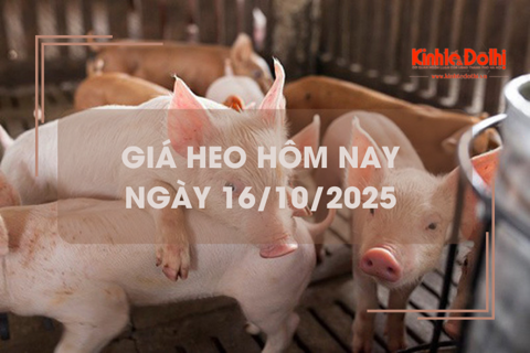 Giá heo hôm nay 16/10: giảm 1.000 đồng/kg tại miền Bắc và miền Nam