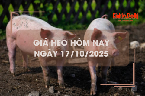 Giá heo hơi hôm nay 17/10: Hải Phòng cao nhất miền Bắc 54.000 đồng/kg